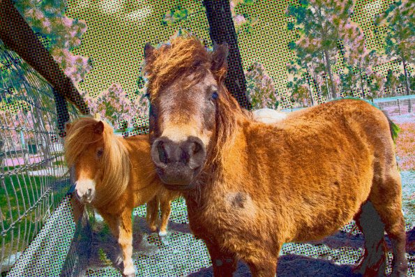Crazy Horses
